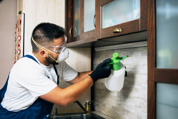 Best Wasp Removal Services  in Skidway Lake, MI