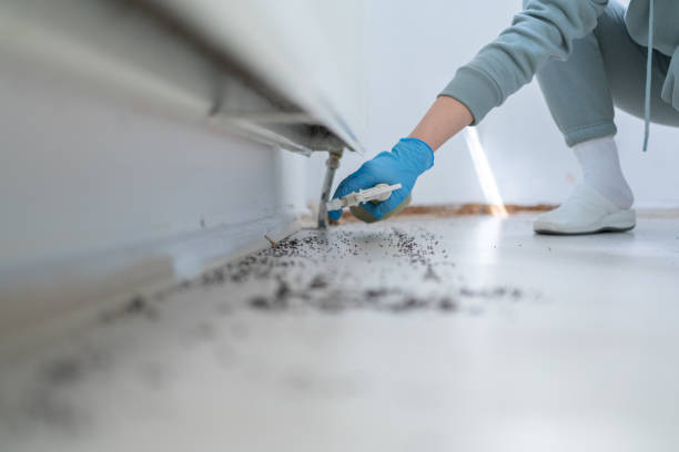 Best Ant Control Services  in Skidway Lake, MI